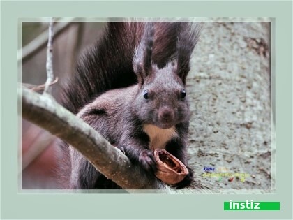청설모에대한 오해와 진실 | 인스티즈