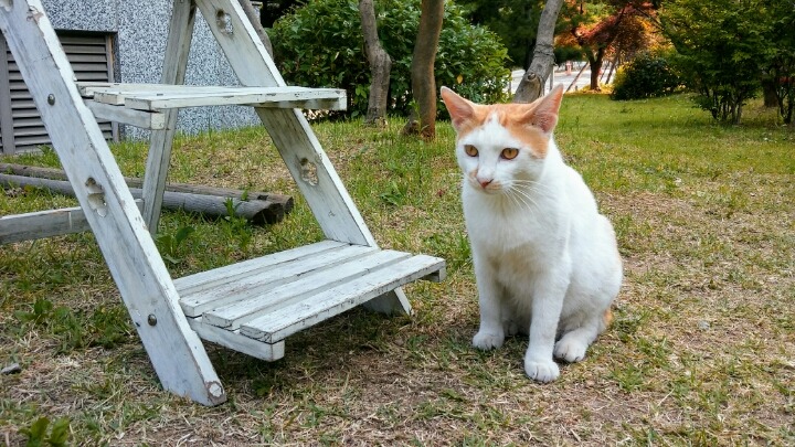 제가 돌보는 길냥이에요~6 feat.아침 일상 | 인스티즈