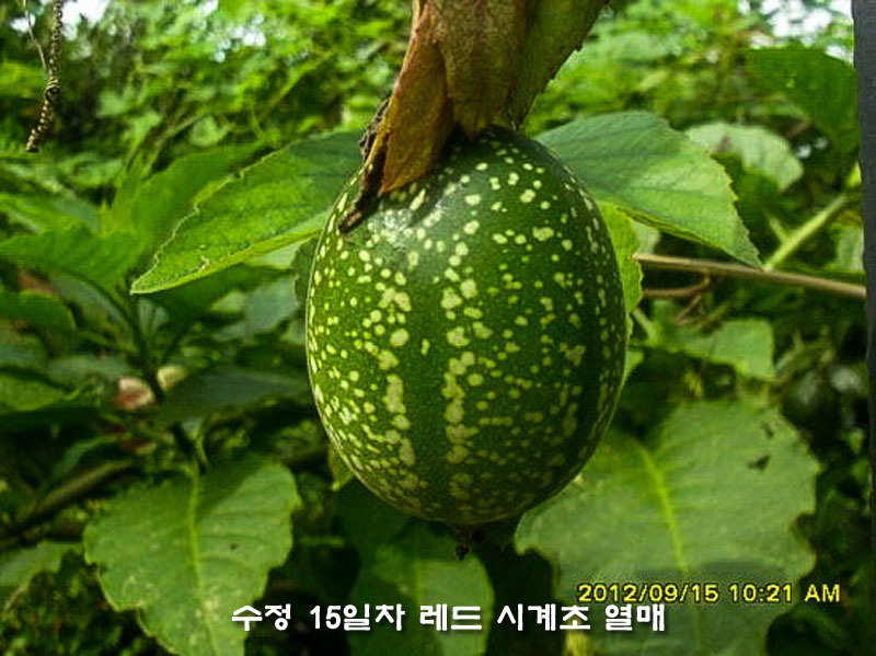 수정열매 이미지