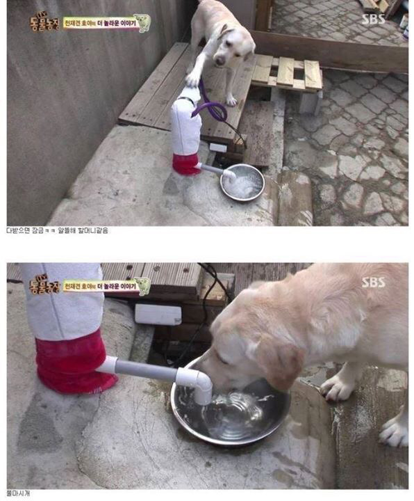동물농장에 나온 역대급 천재 개ㄷㄷ | 인스티즈