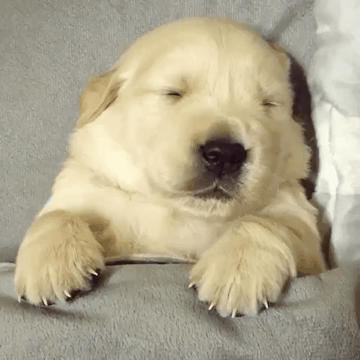 잠 자는 리트리버.gif | 인스티즈
