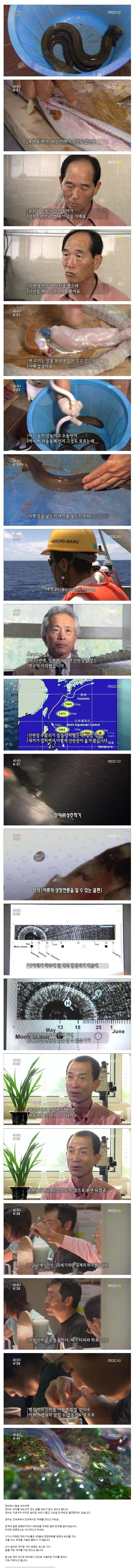 장어의 신비 ㄷㄷㄷ | 인스티즈