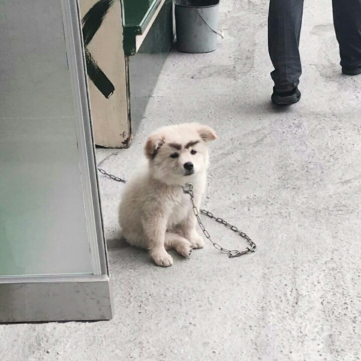 주인 아저씨가 강아지에게 눈썹을 그려주었다.twt | 인스티즈