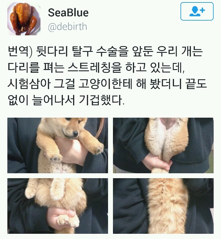 강아지 스트레칭을 고양이에게 시켜보았다.twt | 인스티즈