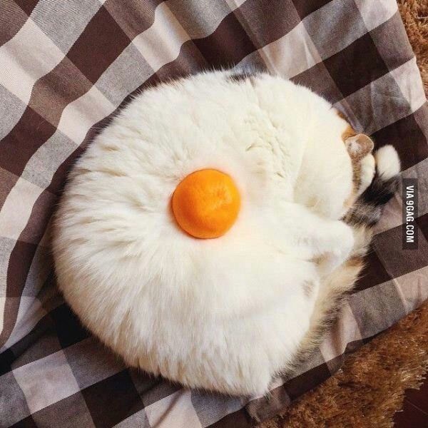 신개념 계란후라이.jpg | 인스티즈