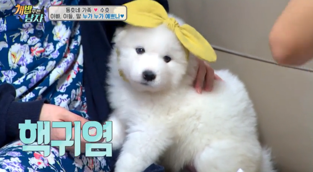 북극곰같은 강아지 | 인스티즈