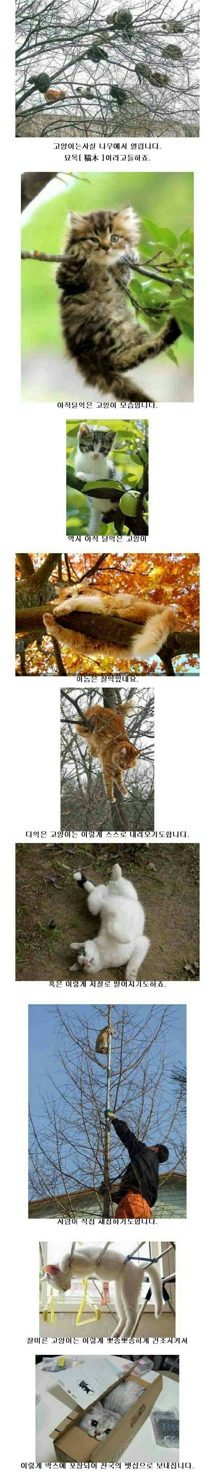 우리가 모르는 고양의 비밀 | 인스티즈