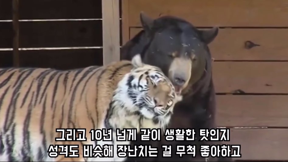 맹수 세 마리의 아름다운 우정 | 인스티즈