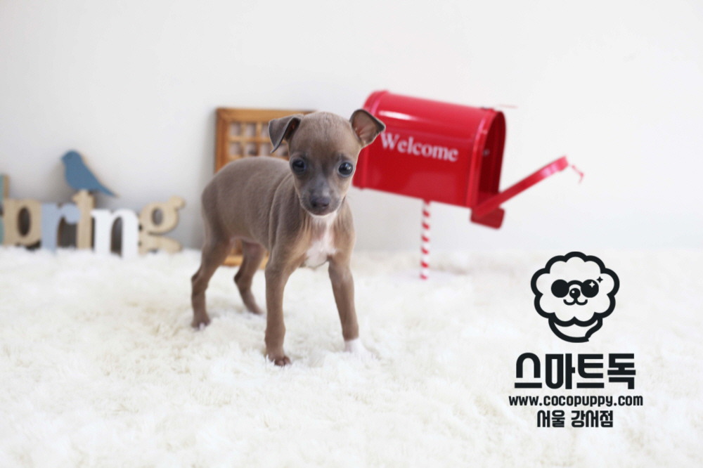 스마트독 이미지