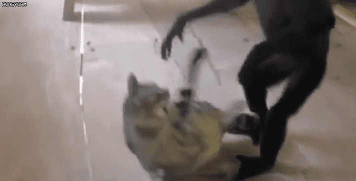 냥냥이 참교육시키는 갓숭이.gif | 인스티즈