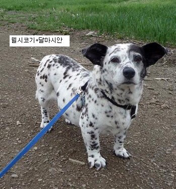 웰시코기와 진돗개가 만나 믹스견이 된다면...? | 인스티즈