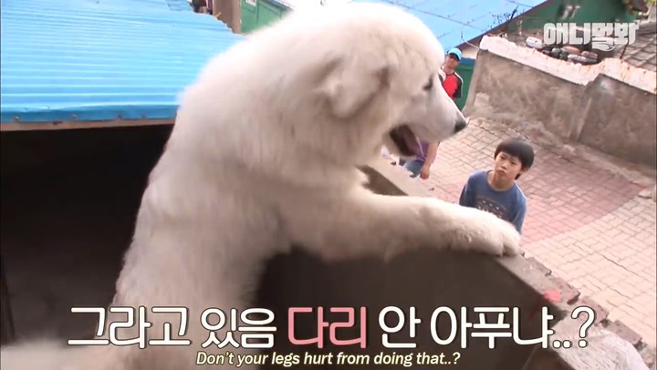 모른척 지나가면 짖는 삼식이.jpg | 인스티즈