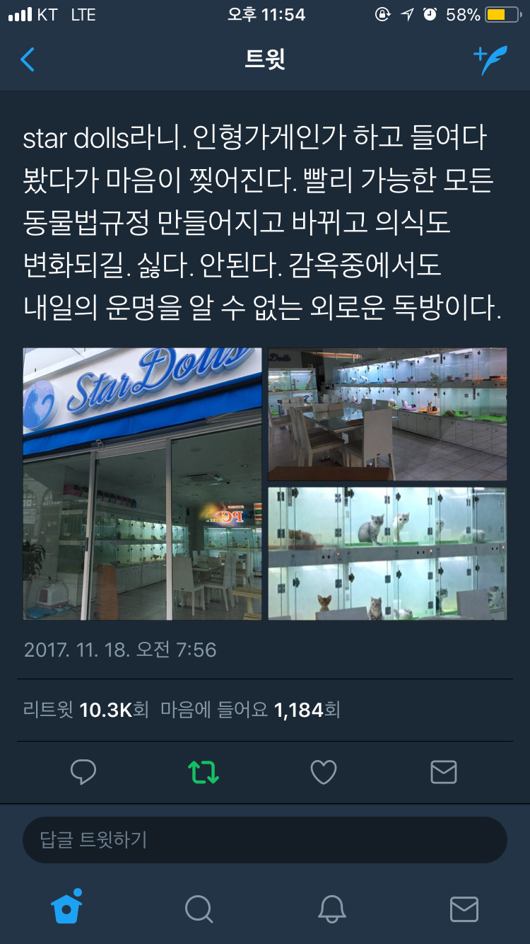 인형처럼 소비되는 고양이들.twt | 인스티즈