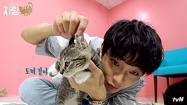 JBJ 김용국이 키우는 고양이 톨비 르시 | 인스티즈