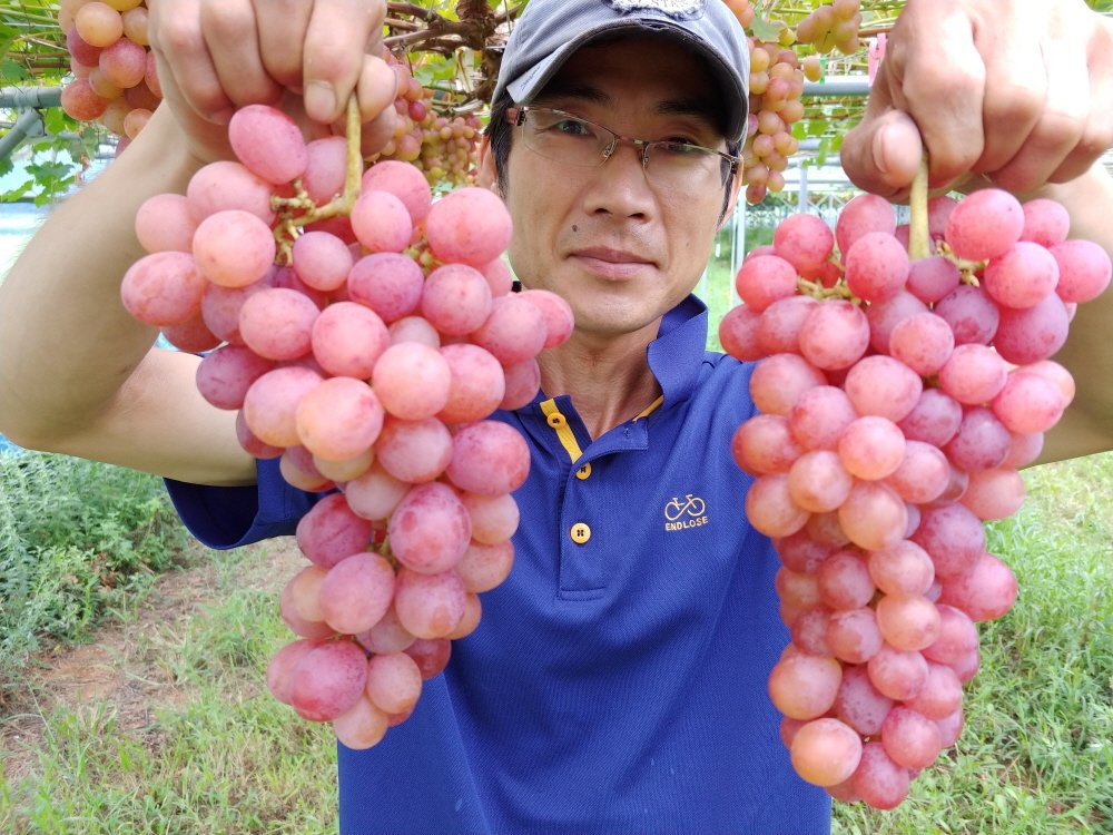 루비망고 이미지