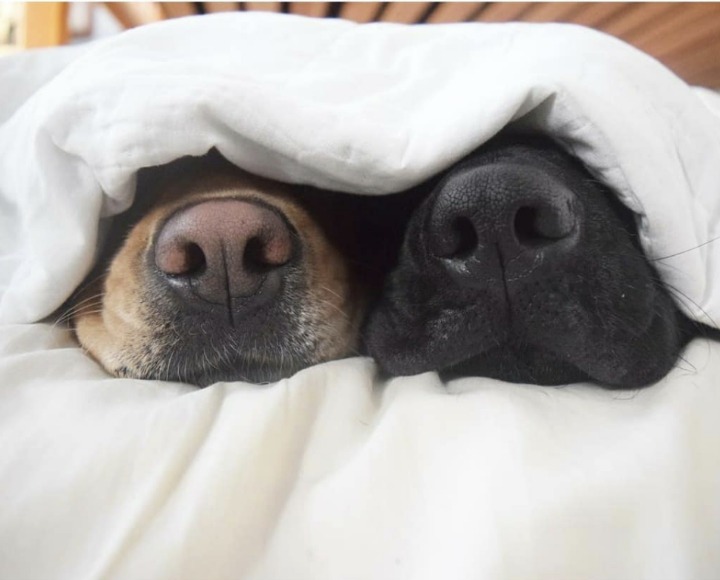 개와 고양이.jpg | 인스티즈