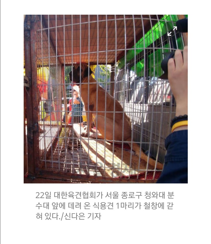 개고기 합법화 주장하는 대한육견협회 | 인스티즈