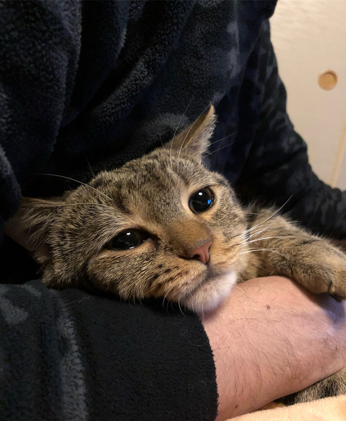 집사가 귀찮지만 참아주는 고양이 | 인스티즈