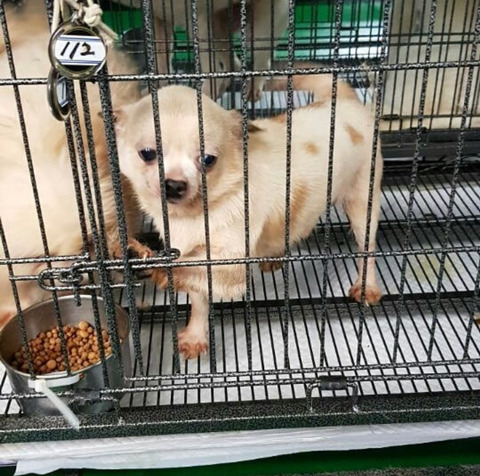 태어난지 얼마 안 된 새끼들과 어미견들이 많은 밀양보호소의 아이들을 구해주세요. 도와주세요 | 인스티즈