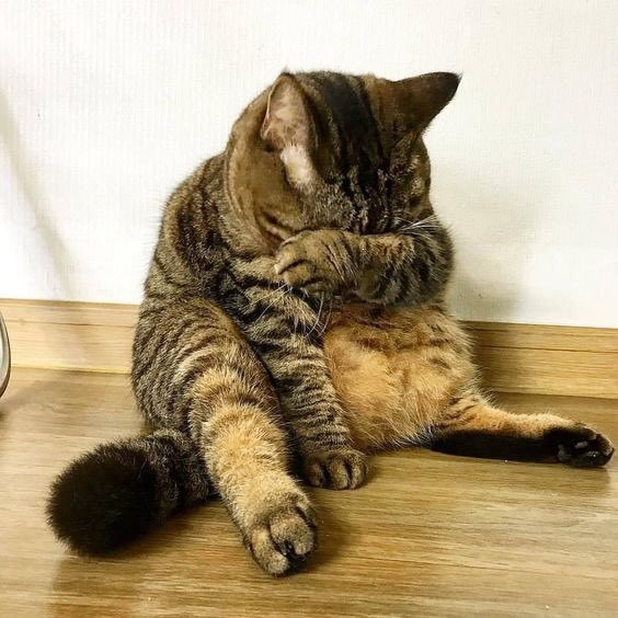 뚱뚱이 아니야. 통통이야옹 | 인스티즈
