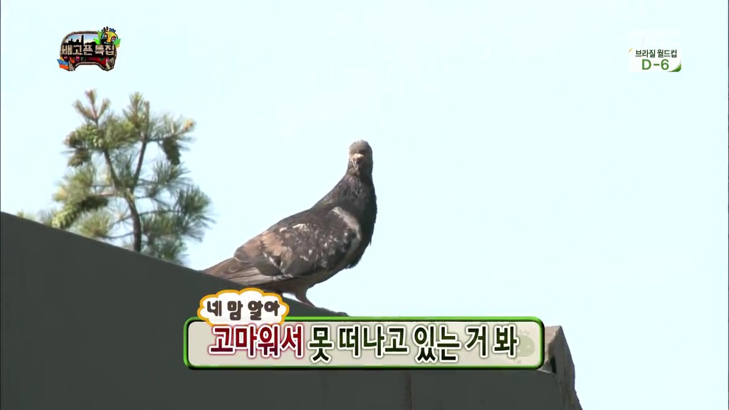 인생 선배로써 비둘기한테 조언해주는 돈노박라인ㅋㅋㅋㅋㅋㅋㅋㅋㅋㅋㅋㅋㅋㅋㅋㅋㅋㅋㅋㅋㅋㅋㅋㅋㅋㅋㅋㅋㅋㅋㅋㅋ.JPG | 인스티즈
