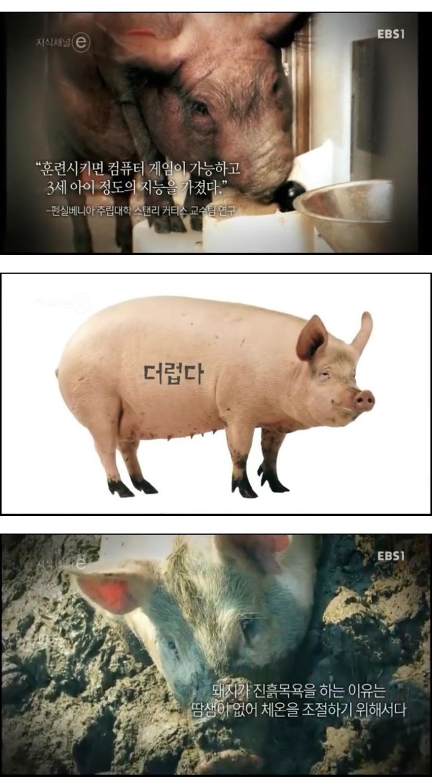 돼지에 대한 편견과 오해.jpg | 인스티즈