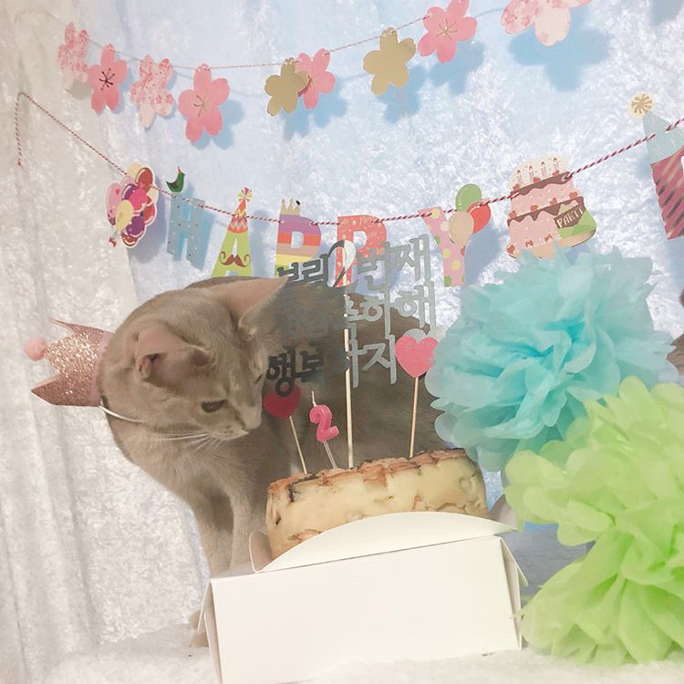 오늘자 고양이 생일파티 해준 전효성 ㅋㅋㅋㅋㅋㅋㅋㅋㅋ | 인스티즈