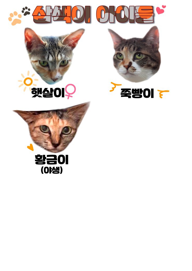 마산의 애니멀호더에게서 구조한 60여마리의 고양이를 도와주세요! 한달 뒤 쉼터가 폐쇄되어 갈 곳이 없습니다.. | 인스티즈