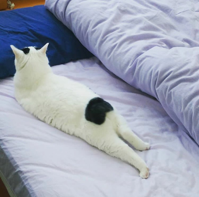 궁디가 까만 고양이 | 인스티즈