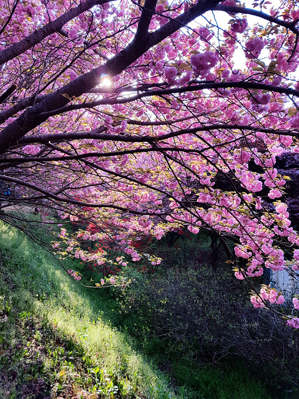 완산(완주) 이미지