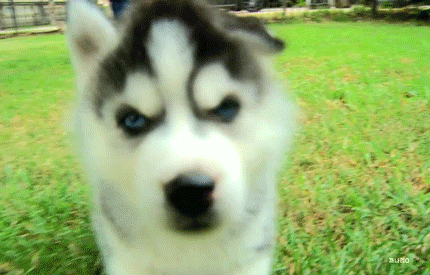 심장을 폭행하는 말라뮤트+허스키 댕댕이들 | 인스티즈