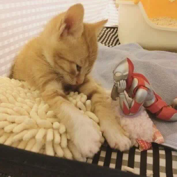 울트라맨과 고양이 | 인스티즈