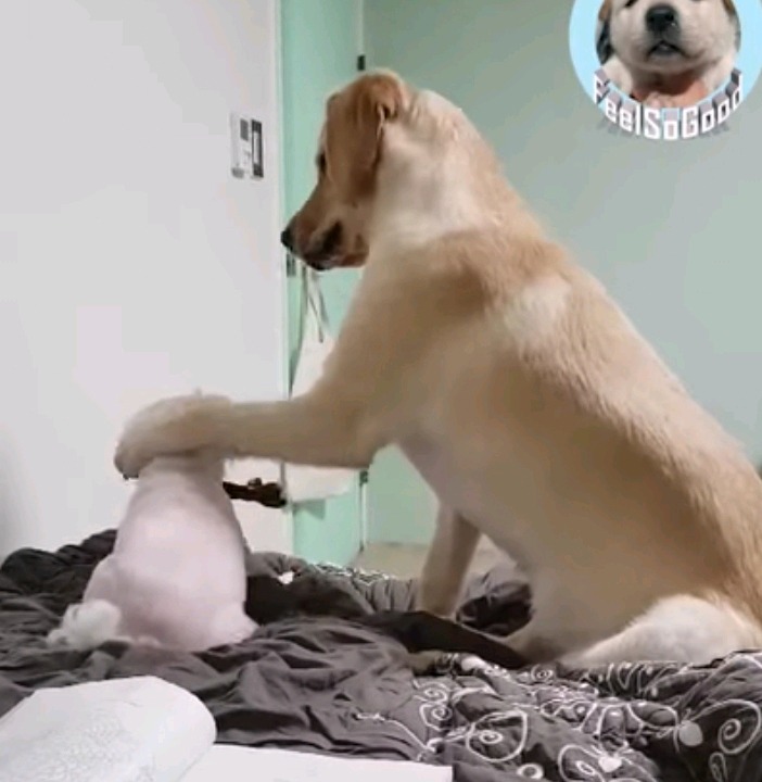 장난감 하나로 시비붙은 소형견VS대형견 | 인스티즈