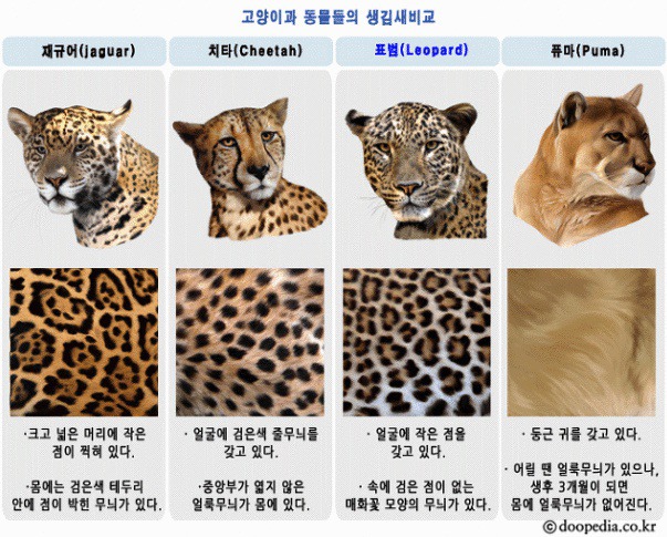 재규어 치타 표범 퓨마 구별하기 | 인스티즈