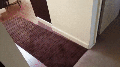 불닭볶음면 훔은 댕댕이.gif | 인스티즈