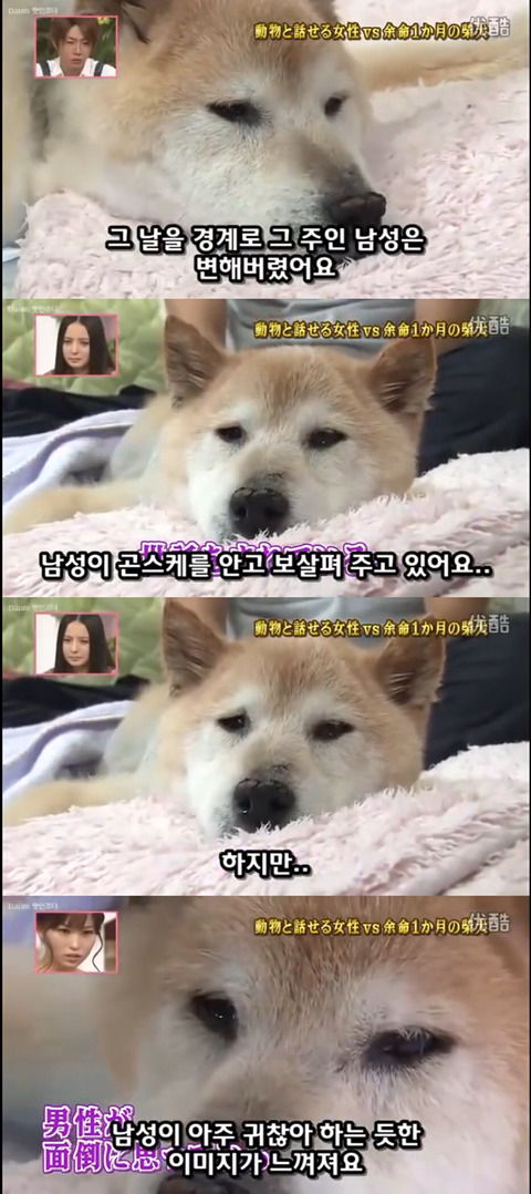사고로 하반신 마비가되자 주인에게 비참하게 버림받은 시바견 사연 (애니멀 커뮤니케이터 하이디) | 인스티즈