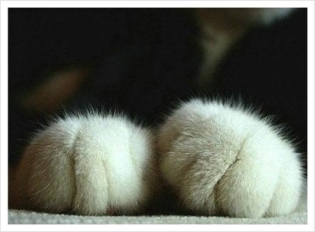 고양이 발 | 인스티즈