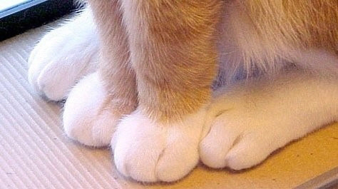 고양이 발 | 인스티즈