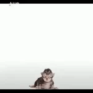 고양이의 성장과정.gif | 인스티즈
