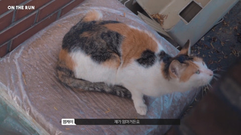 망원동 고양이 밥을 책임지고 있는 아이돌 | 인스티즈