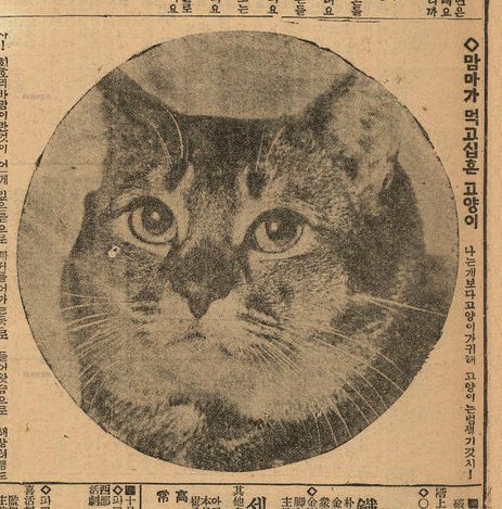 1930년대 신문에 소개된 고양이 | 인스티즈