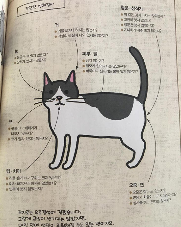 고양이 간단 신체 검사 | 인스티즈