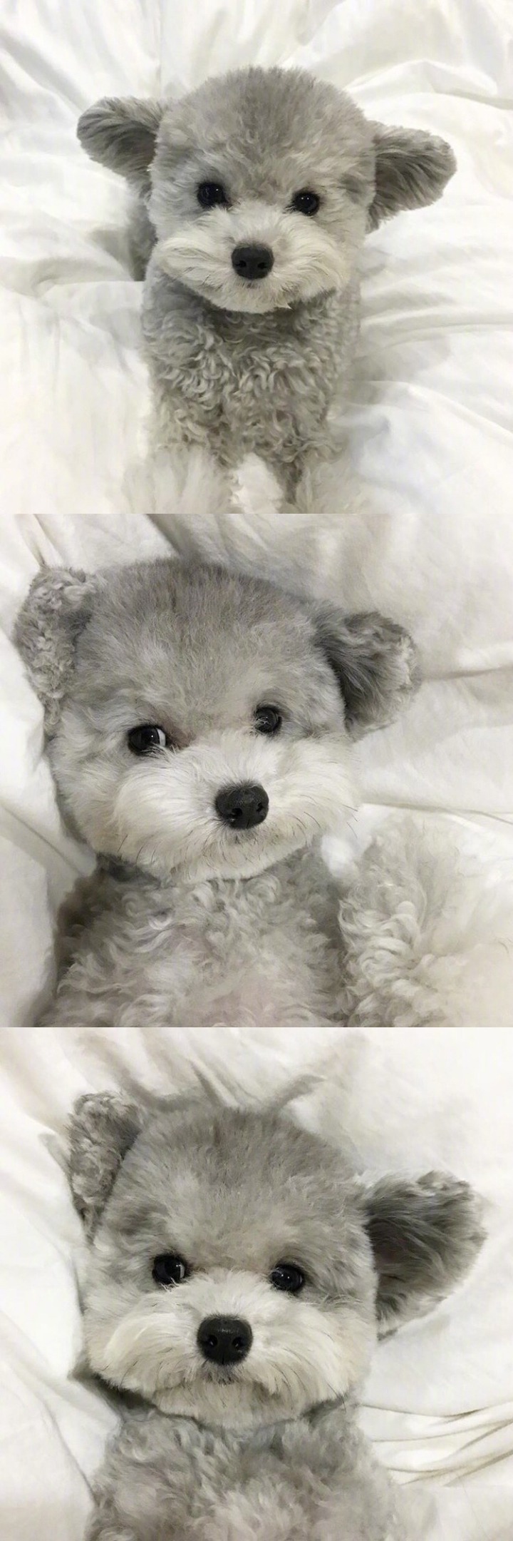 인형으로 자주 오해받는다는 실버푸들...jpg | 인스티즈