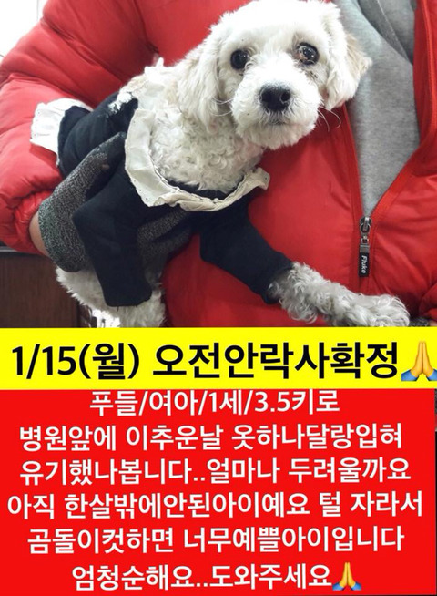 곧 안락사될 아이들 많아 보고가줘ㅠㅠㅠ공유라도 제발.. | 인스티즈