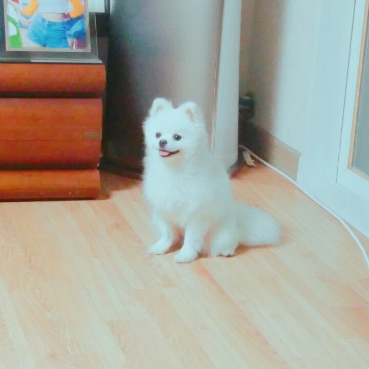 오마이걸 아린이 키우는 강아지 '아리' | 인스티즈