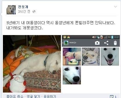 진돗개 페이스북 | 인스티즈