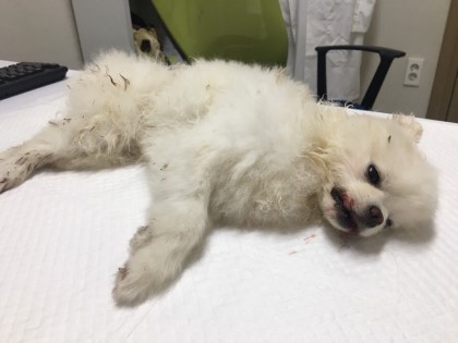 애견동반카페에서 카페주인이 키우는 불테리어에게 물려 죽은 강아지 주인이에요.(혐오주의) | 인스티즈