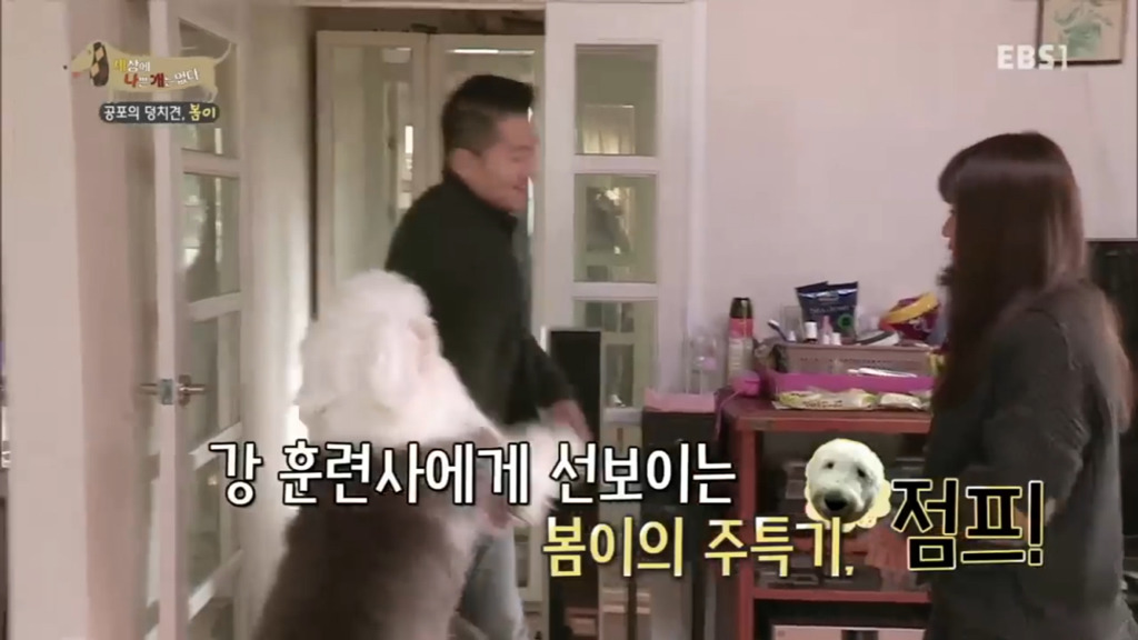 세상에 나쁜 개는 없다 vs 고양이를 부탁해 차이.jpg | 인스티즈