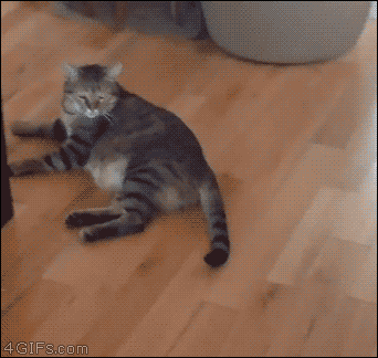고양이의 반응속도 .GIF | 인스티즈