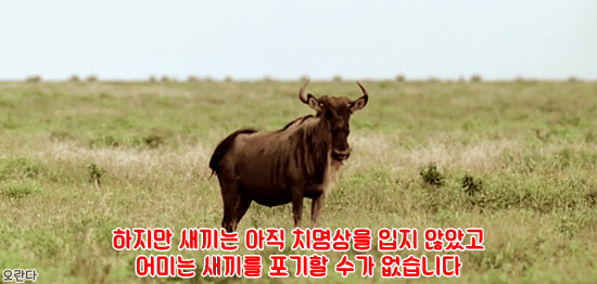 야생에서 일어난 기적적인 재회 | 인스티즈